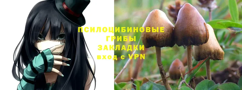 Галлюциногенные грибы Psilocybe  Сортавала 